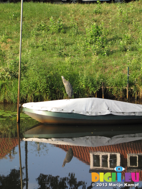 SX29531 Grey Heron (Ardea cinerea) on boat in gracht Breda